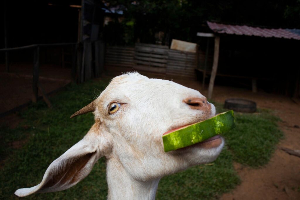 Can Goats Eat Cantaloupe