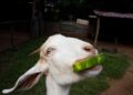 Can Goats Eat Cantaloupe