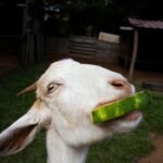 Can Goats Eat Cantaloupe