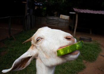 Can Goats Eat Cantaloupe