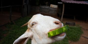 Can Goats Eat Cantaloupe