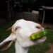 Can Goats Eat Cantaloupe