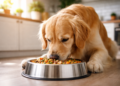 How to Improve Dog Digestion