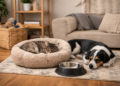 Make Your Home More Safe and Pet-Friendly