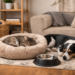 Make Your Home More Safe and Pet-Friendly