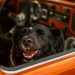 Pet Dental Health