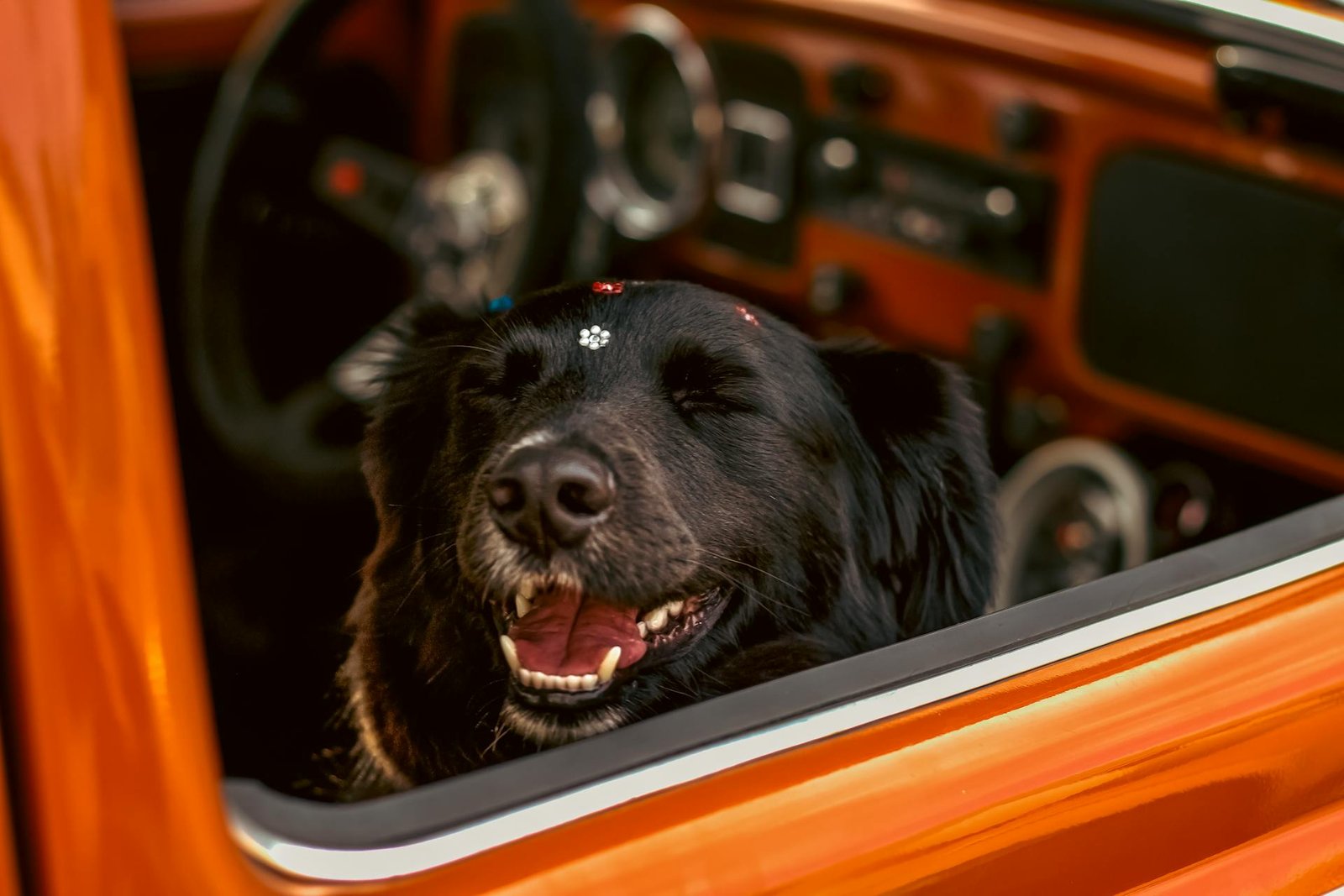 Pet Dental Health