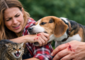 When Pets Bite: Understanding and Preventing Injury Incidents