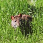 Rats Eat Brussel Sprouts