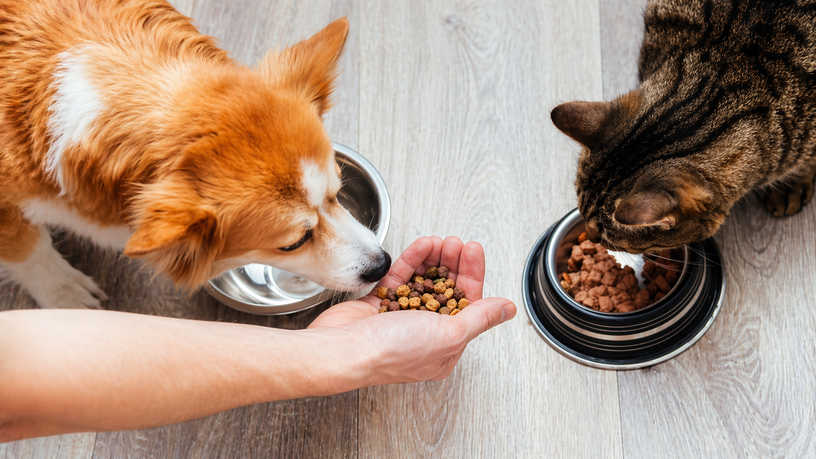 pet food nutrition guide