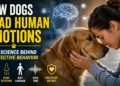 How Dogs Read Human Emotions