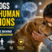 How Dogs Read Human Emotions