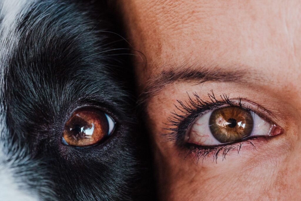 dog emotional intelligence