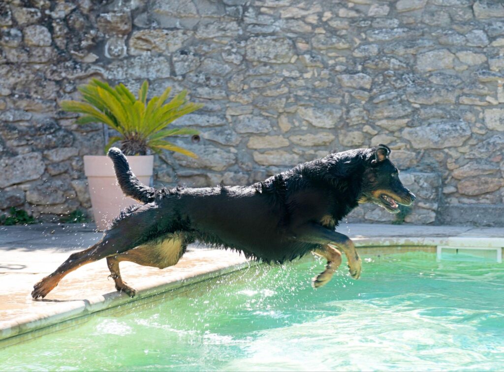 executive protection dogs